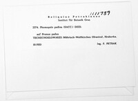 Phomopsis padina image